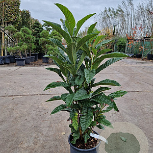 Eriobotrya japonica 60-80 cm 10L