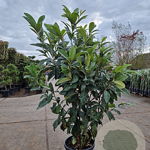 Eriobotrya japonica 150-175 cm 45L