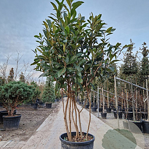 Eriobotrya japonica 250-300 cm cont. 130L meerstammig