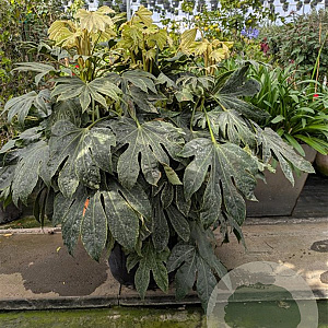 Fatsia japonica 'Spider's Web' 60-80 cm container
