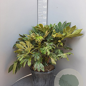 Fatsia japonica 'Spider's Web' 60-80 cm container
