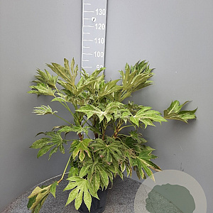 Fatsia japonica 'Spider's Web' 70-80 cm 6L