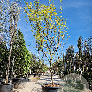 Gleditsia triac. 'Sunburst' 400-450 cm container meerstammig
