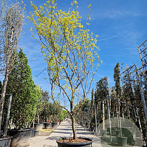 Gleditsia triac. 'Sunburst' 400-450 cm container meerstammig