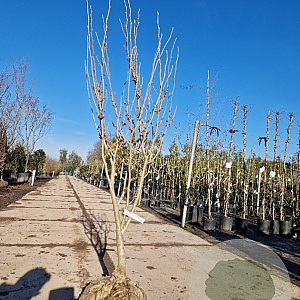 Hamamelis int. 'Westerstede' 150-175 cm container meerstammig