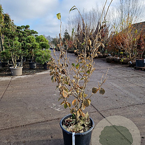 Hamamelis mollis 125-150 cm 35L