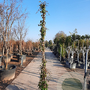 Hedera helix 250-300 cm container meerstammig