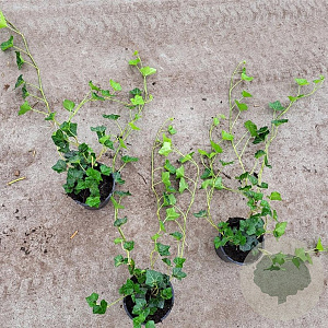 Hedera hibernica 40-60 cm C1.5