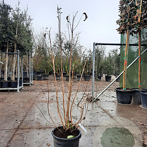 Heptacodium miconioides 125-150 cm container struik