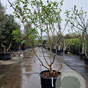 Heptacodium miconioides 200-250 cm container meerstammig solitair
