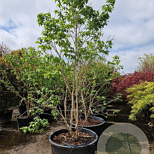 Heptacodium miconioides 250-300 cm container meerstammig