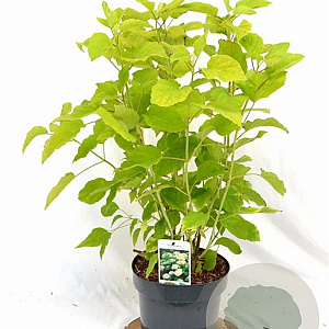 Hydrangea a. 'Annabelle' 40-60 cm 5,0L