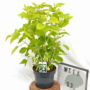 Hydrangea a. 'Annabelle' 40-60 cm 5,0L