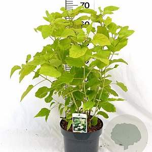 Hydrangea a. 'Annabelle' 40-60 cm 5,0L