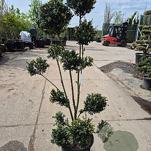 Ilex crenata 'Kimmei' 120-140 cm container paraplu