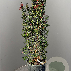 Lagerstroemia indica 175-200 cm cont. 95L