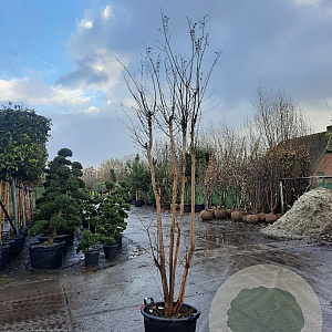 Lagerstroemia indica 250-300 cm container meerstammig