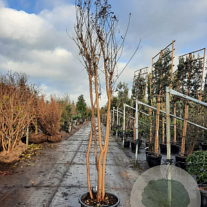 Lagerstroemia indica 250-300 cm container meerstammig