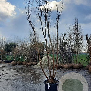 Lagerstroemia indica 300-350 cm container meerstammig