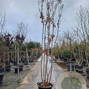 Lagerstroemia indica 300-350 cm container meerstammig