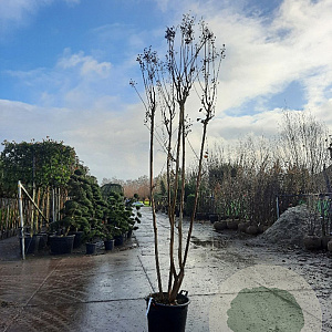 Lagerstroemia indica 300-350 cm container meerstammig
