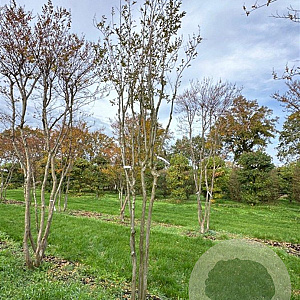 Lagerstroemia indica 400-450 cm draadkluit meerstammig