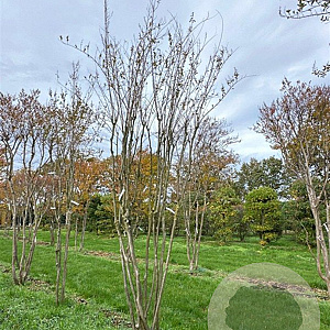 Lagerstroemia indica 400-450 cm draadkluit meerstammig