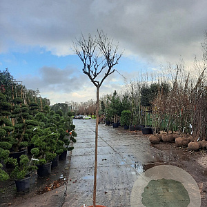 Lagerstroemia indica 180 cm stam container 10-12 hoge lei