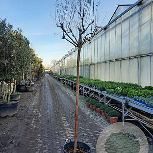 Lagerstroemia indica 180 cm stam container 10-12 hoge lei
