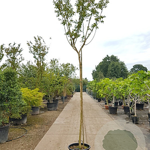 Lagerstroemia indica 200 cm stam container 12-14