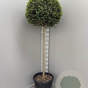 Ligustrum delavayanum 120 cm stam container bol