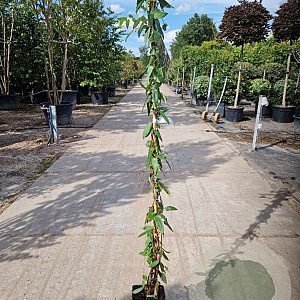 Lonicera henryi 150-175 cm 5,0L