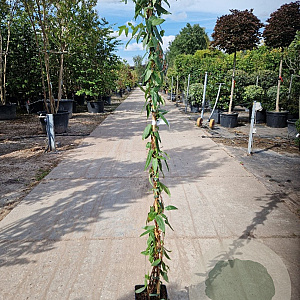 Lonicera henryi 150-175 cm 5,0L