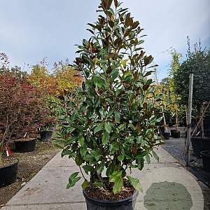 Magnolia grand. 'Goliath' 200-250 cm container meerstammig