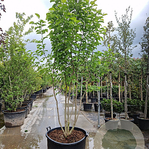 Magnolia kobus 250-300 cm container meerstammig