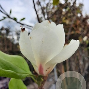 Magnolia soul. 'Alba Superba' 250-300 cm container meerstammig