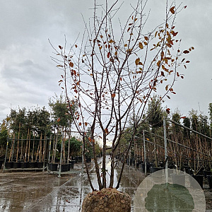 Malus toringo 250-300 cm draadkluit meerstammig solitair