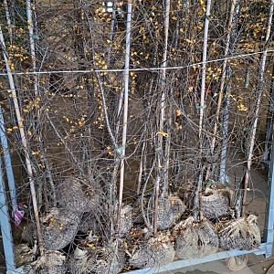 Nothofagus antarctica 200-250 cm met kluit