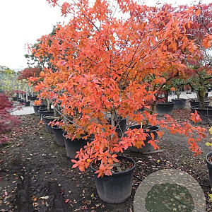 Nyssa sylvatica 250-300 cm container meerstammig