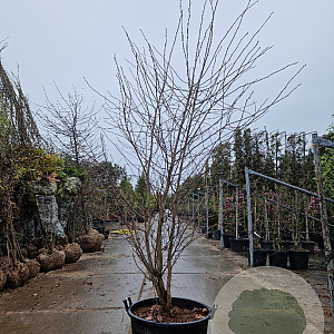 Nyssa sylvatica 250-300 cm container meerstammig