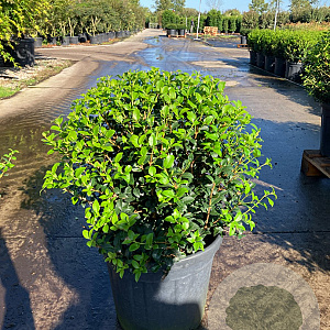 Osmanthus burkwoodii 50 cm container bol