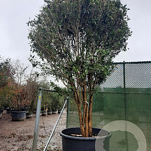 Osmanthus fragrans 400-450 cm container meerstammig