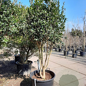 Osmanthus heterophyllus 200-250 cm container 80 stam