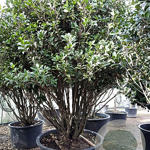 Osmanthus heterophyllus 200-250 cm container 80 stam