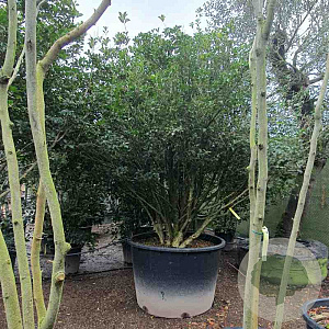 Osmanthus heterophyllus 300-350 cm container paraplukroon