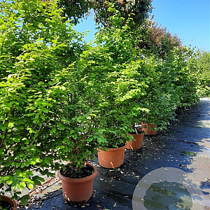Parrotia persica 200-250 cm container meerstammig extra