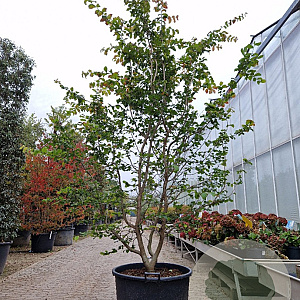 Parrotia persica 250-300 cm container Multistam