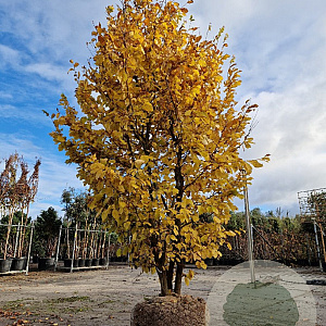 Parrotia persica 300-350 cm draadkluit meerstammig solitair