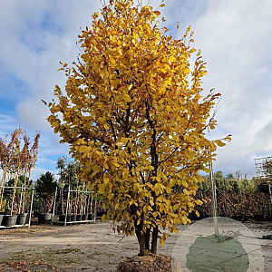 Parrotia persica 300-350 cm draadkluit meerstammig solitair