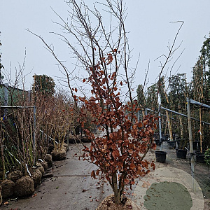Parrotia persica 300-350 cm draadkluit meerstammig solitair
